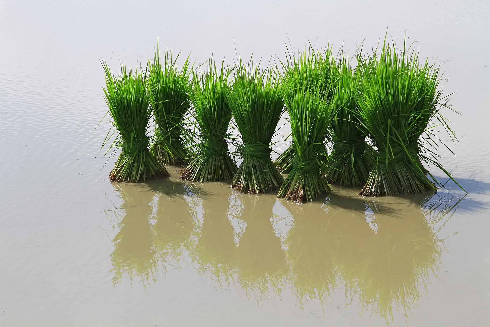 Harvested rice in Galachipa. © Ulli Maier & Nisa Maier